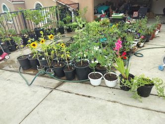 Plants