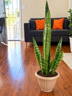 Large Snake Plant in White Pot