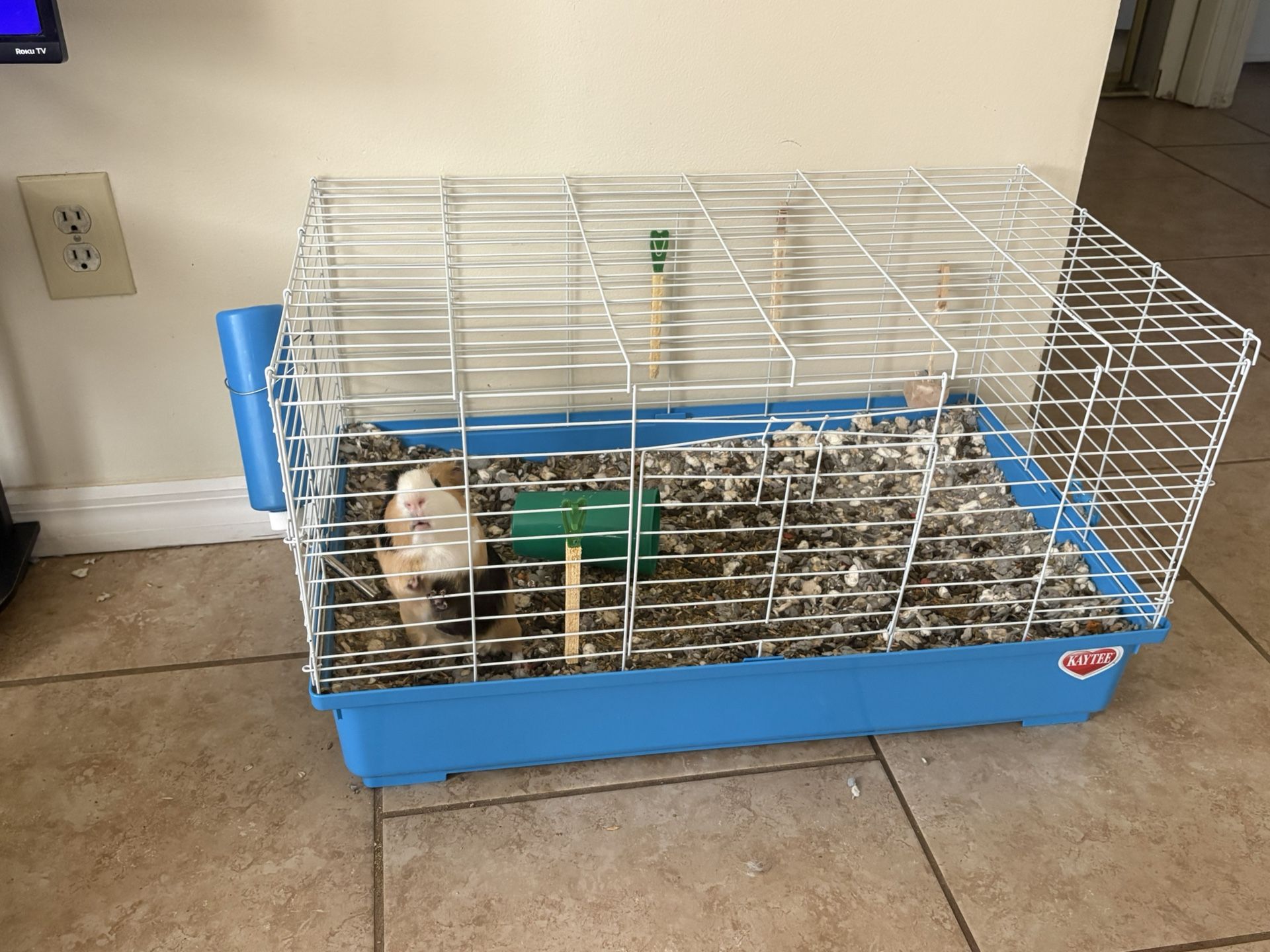 Guinea Pig, Guinea Pigs Cage, Guinea Pig Food