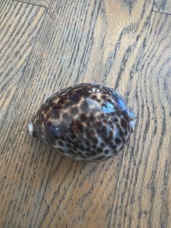 Shell