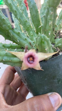 Stapelia