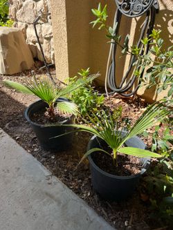 Palm trees $20 each