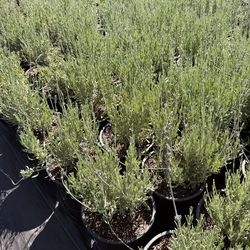 Lavender English and French