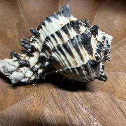 Beautiful Sea Shell