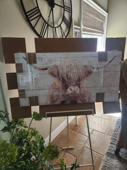 Highland Cow Picture