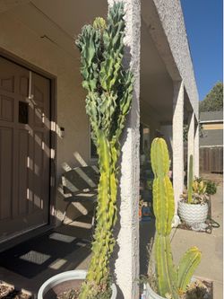Extra large cactus