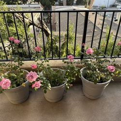 Roses in clay pots Flowers for the garden EACH $60 Plants in balcony Decor in house Home Office 