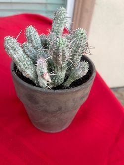 cuctus in clay pot