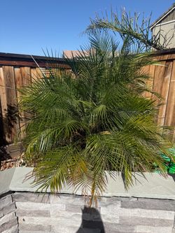 Free palm tree. Must dig and pick up in Tracy