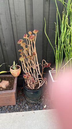 Aeonium in pot