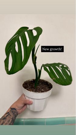 True *Rare* Monstera Esqueleto (not Adansonii) 8”