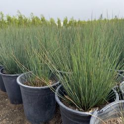JUNCUS PATEN