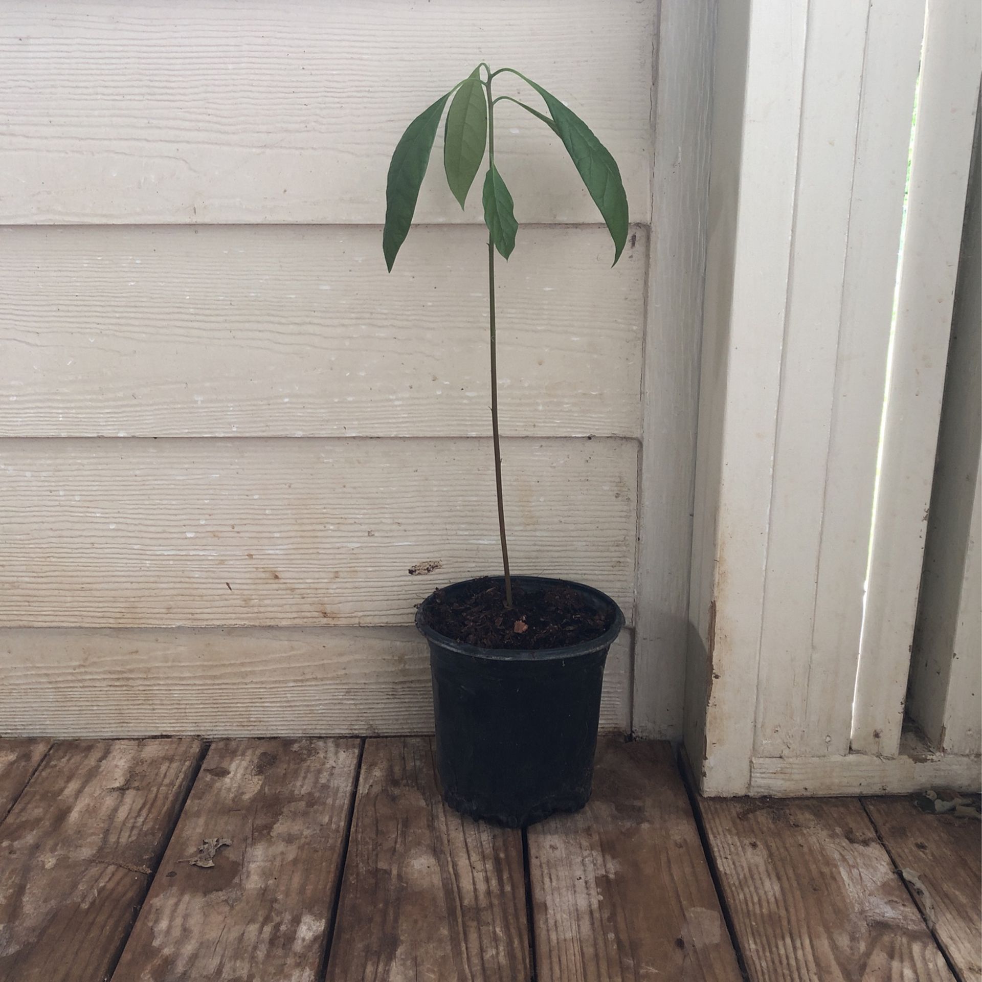Avocado Plant/planta De Aguacate