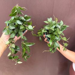 4” hoya eskimo
