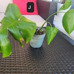 Rutted Monstera Deliciosa Cuttings