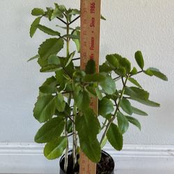 Leaf Of Life, Miracle Leaf Or Kalanchoe Plant 