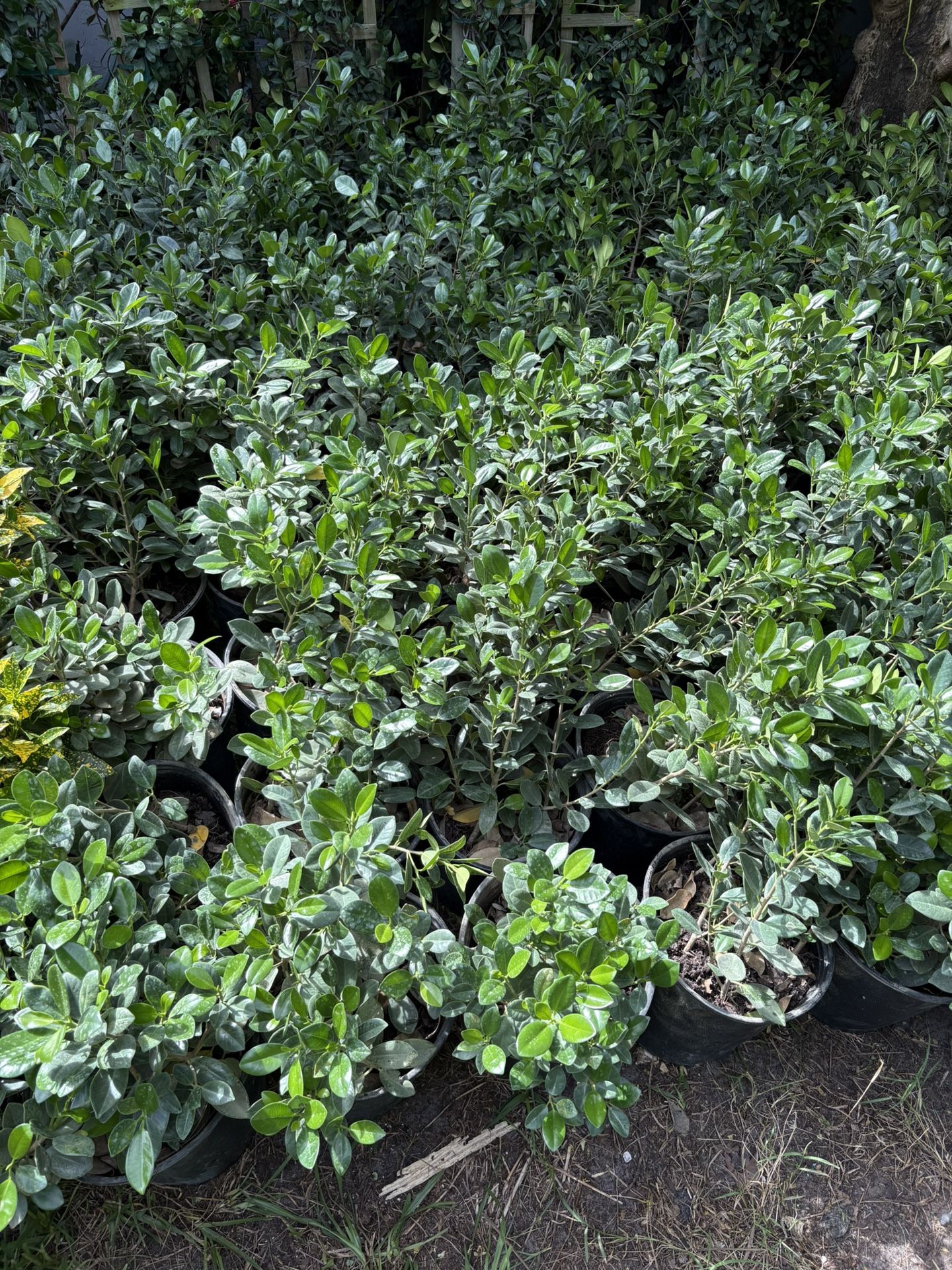 Ficus Green Island