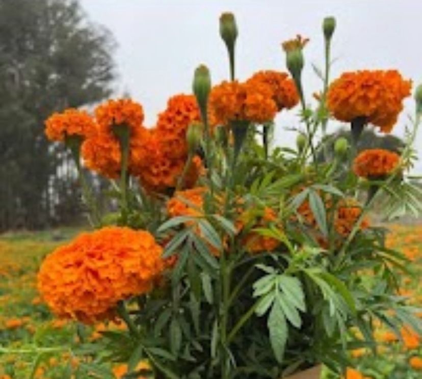 Cempasuchil For Sale