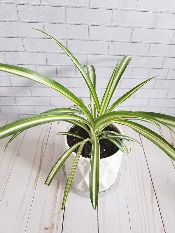 Beautiful Live Indoor Spider Plant in a Ceramic Pot