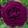 Rose L