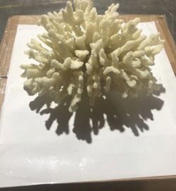 Z Gallerie Coral Sculpture – NEW Coastal Decor