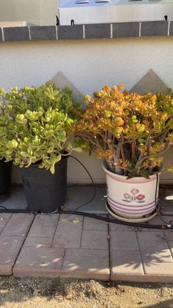Potted Jade Plants