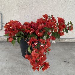Bougainvillea, Camellina , Veranera Fire Red Flowers Plant, In 5 Gallons Pot Pick Up Only