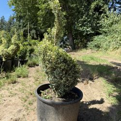 Buxus Variegata Spiral 