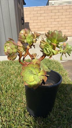 Succulent About 2 feet tall