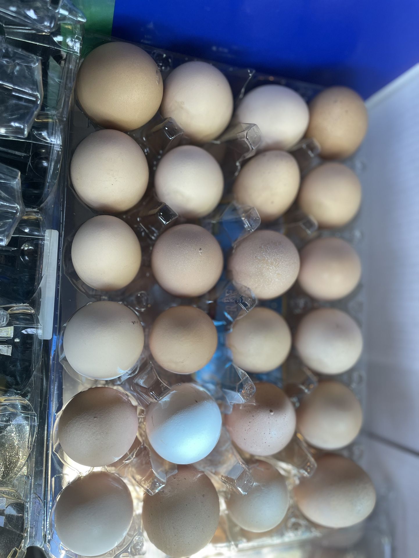 Organic Eggs (Huevos De Rancho )