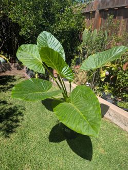 Alocacia Plant