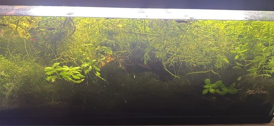 FISH tank