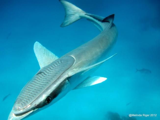 Remora Shark Fish