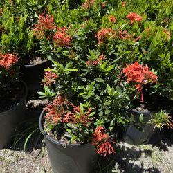 Ixora Taiwanesa In 3 gls Pot. SPECIAL PRICE🤩