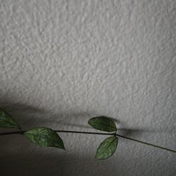 Hoya Crassipetiolate