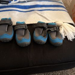 Doggy Shoes 