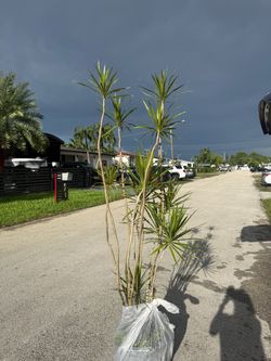 Dracaena Marginata Live Plant