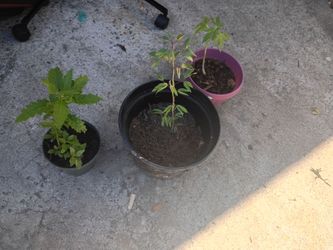 Plants