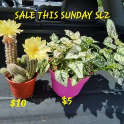 CACTUS AND SUCCULENT SALE THIS SUNDAY IN SAN LORENZO 1PM TO 530 PM