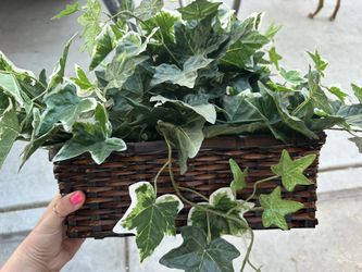 Ivy In Basket