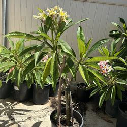 Plumeria 