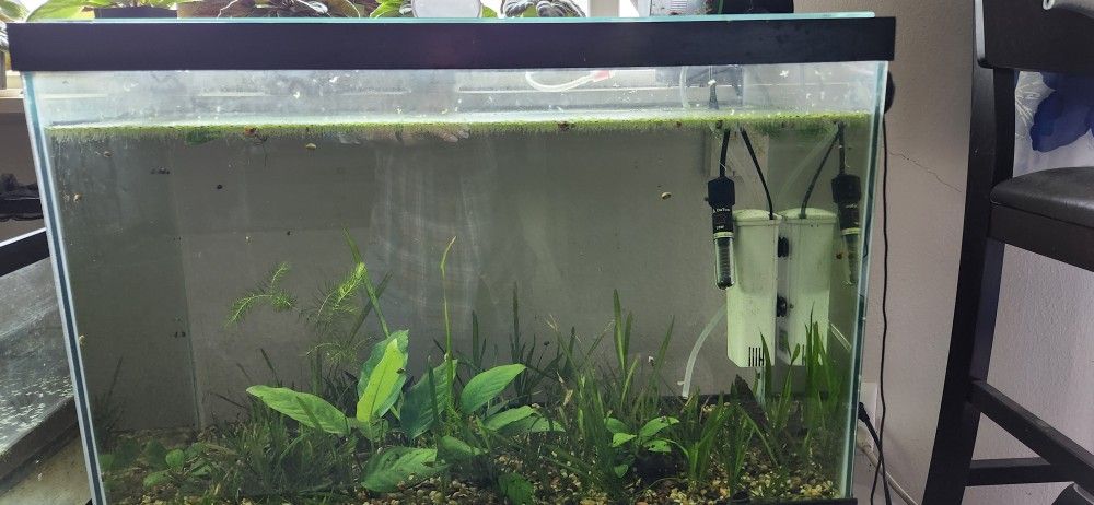 Aquarium 10gallon