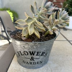 Succulent Plant 🌱 