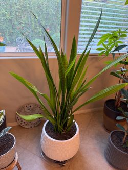 Snake Plant Houseplant