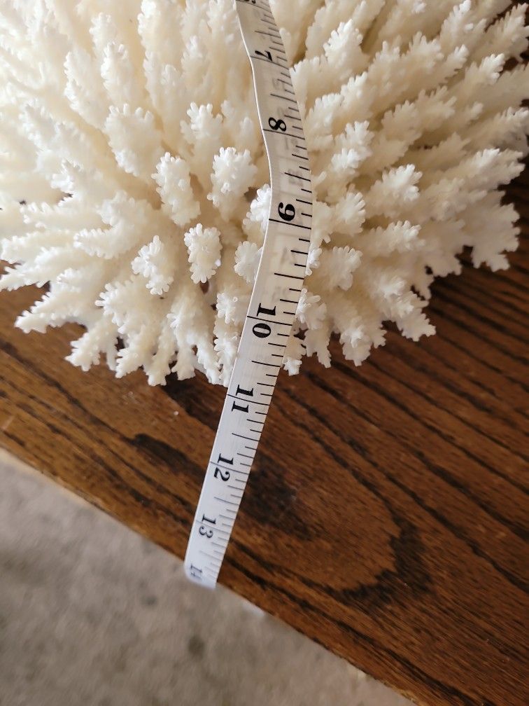 Absolutely.
Beautiful large white natural coral.