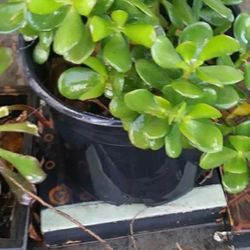 Nice Healthy Jade Plants