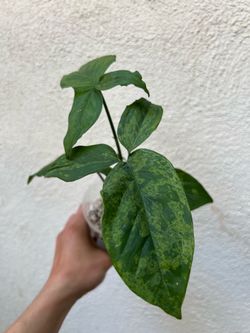 Syngonium Mojito Rooted Plant – $5