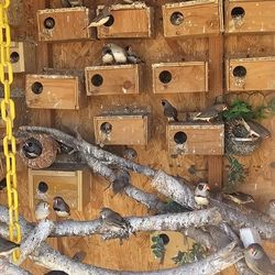 Bird House 