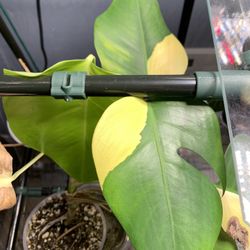 Monstera Deliciosa Aurea