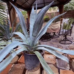 BLUE AGAVE 🌵